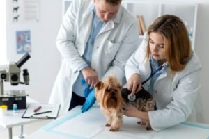 Veterinary Clinic SEO